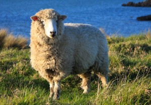 Dolly the Sheep